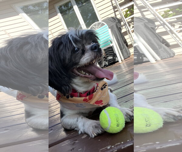 Medium Photo #2 Shih Tzu-Unknown Mix Puppy For Sale in New London, WI, USA