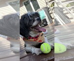 Small #1 Shih Tzu Mix