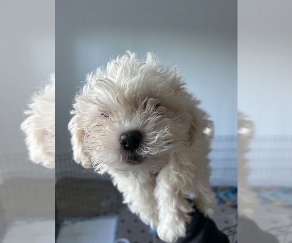 Medium Photo #4 Zuchon Puppy For Sale in RAINBOW, CA, USA