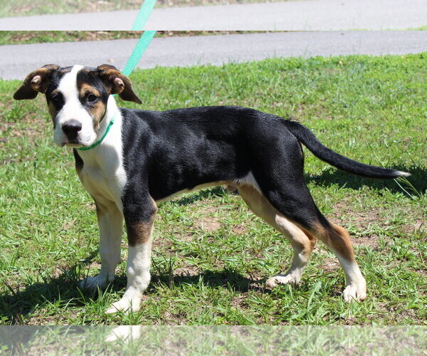 Medium Photo #1 Mutt Puppy For Sale in Prattville, AL, USA