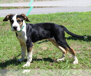 Mutt Dogs for adoption in Prattville, AL, USA