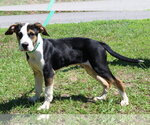 Small Mutt