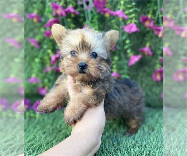 Medium Photo #17 Yorkshire Terrier Puppy For Sale in FORT LAUDERDALE, FL, USA