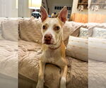 Small #3 American Pit Bull Terrier Mix