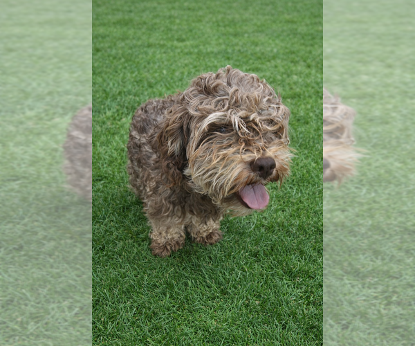 Medium Photo #3 Mutt Puppy For Sale in San Diego, CA, USA