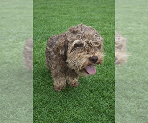 Choco - Male Mutt Dog for Adoption - Photo #3