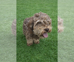 Small #2 Mutt