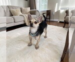 Small Chihuahua