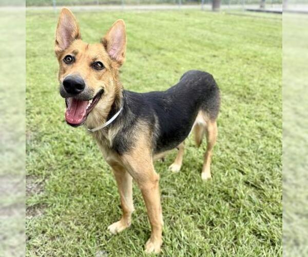 Medium Photo #1 German Shepherd Dog Puppy For Sale in Conroe, TX, USA