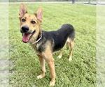 Small German Shepherd Dog