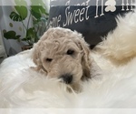 Small #19 Goldendoodle-Poodle (Standard) Mix