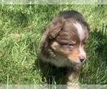 Small Photo #1 Miniature Australian Shepherd Puppy For Sale in BETHANY, IL, USA