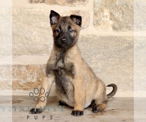 Belgian Malinois Puppy for sale in NEW HOLLAND, PA, USA