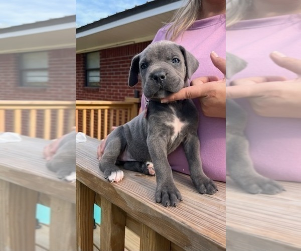 Medium Photo #1 Cane Corso Puppy For Sale in BEEBE, AR, USA