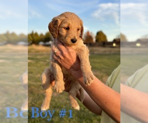 Goldendoodle Puppy for sale in CATAWBA, NC, USA