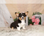 Small Photo #3 Pembroke Welsh Corgi Puppy For Sale in WARSAW, IN, USA