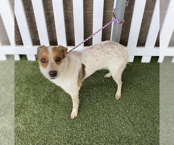 Medium Photo #1 Texas Heeler-Unknown Mix Puppy For Sale in Modesto, CA, USA