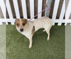 Texas Heeler-Unknown Mix Dogs for adoption in Modesto, CA, USA