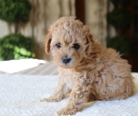 Pom-A-Poo-Poodle (Toy) Mix Puppy for sale in MONTVALE, NJ, USA