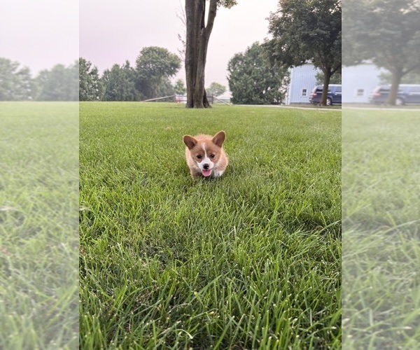 Medium Photo #26 Pembroke Welsh Corgi Puppy For Sale in MILFORD, IN, USA