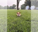 Small Photo #26 Pembroke Welsh Corgi Puppy For Sale in MILFORD, IN, USA