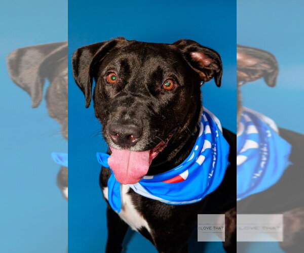 Medium Photo #2 Labrador Retriever-Unknown Mix Puppy For Sale in The Woodlands, TX, USA
