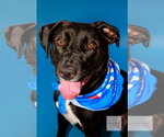 Small #1 Labrador Retriever Mix