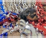 Small #4 Morkie