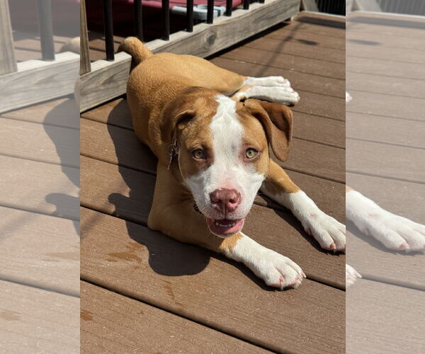 Medium Photo #2 American Pit Bull Terrier Puppy For Sale in Alexandria, VA, USA