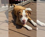 Small #1 American Pit Bull Terrier