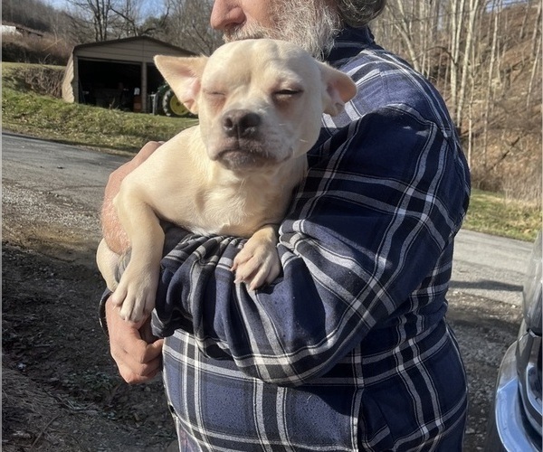 Medium Photo #96 French Bullhuahua Puppy For Sale in SPRAGGS, PA, USA