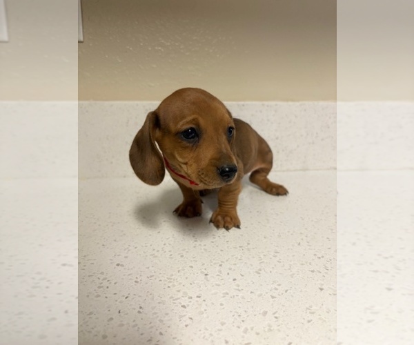 Medium Photo #7 Dachshund Puppy For Sale in SAN BERNARDINO, CA, USA