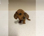 Small #6 Dachshund