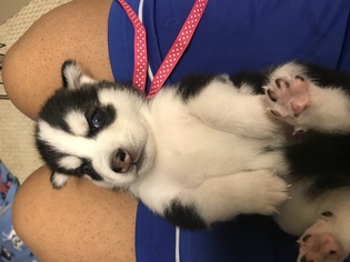 Siberian Husky Puppy for sale in WEST CHESTER, OH, USA