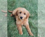 Small Photo #21 Goldendoodle (Miniature) Puppy For Sale in SYRACUSE, IN, USA