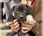 Small #9 Labrador Retriever Mix