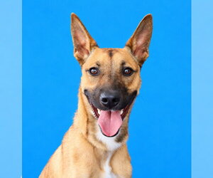 Carolina Dog Dogs for adoption in Pasadena, CA, USA