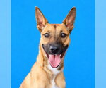 WORTHY - Male Carolina Dog Dog for Adoption - Small photo