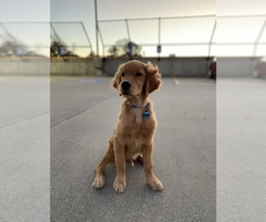 Golden Retriever Puppy for sale in POWDER SPGS, GA, USA