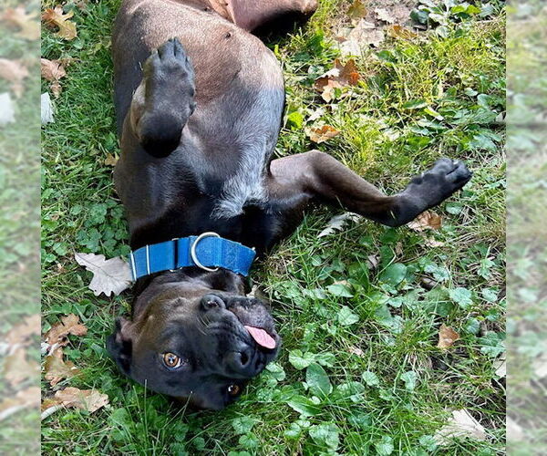 Medium Photo #3 Boxador Puppy For Sale in Minneapolis, MN, USA