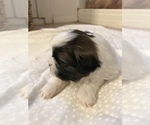 Small Photo #4 Shih Tzu Puppy For Sale in ARDEN, NC, USA