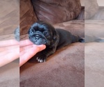 Small #1 Pug