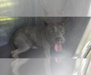 American Staffordshire Terrier-Unknown Mix Dogs for adoption in San Antonio, TX, USA