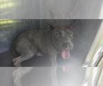 Small American Staffordshire Terrier Mix