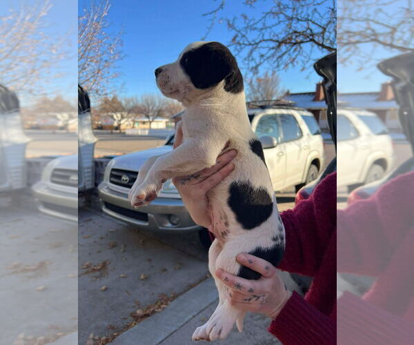 Medium Photo #3 Boxer-Unknown Mix Puppy For Sale in Salt Lake City, UT, USA