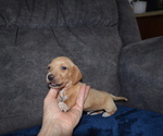 Puppy MALE PIEBALD Dachshund