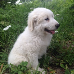 Great Pyrenees Puppy for sale in BONNERS FERRY, ID, USA
