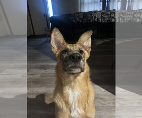 Medium Photo #4 Australian Shepherd-German Shepherd Dog Mix Puppy For Sale in Chandler, AZ, USA