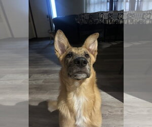 PEANUT - Male Australian Shepherd-German Shepherd Dog Mix Dog for Adoption - Photo #4