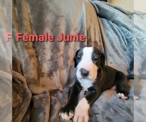 Great Dane Puppy for sale in BRUSH, CO, USA